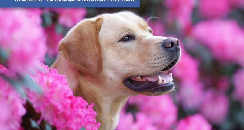 UN CANE TI MIGLIORA LA VITA