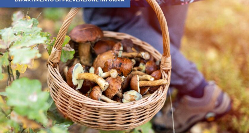 La stagione dei funghi selvatici è iniziata: sii prudente!