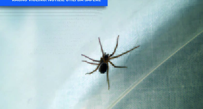 Informativa sul ragno violino: notizie utili da sapere