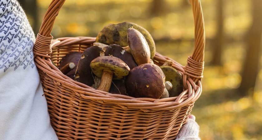 STAGIONE DEI FUNGHI 2023 – Promemoria di buone pratiche per evitare avvelenamenti