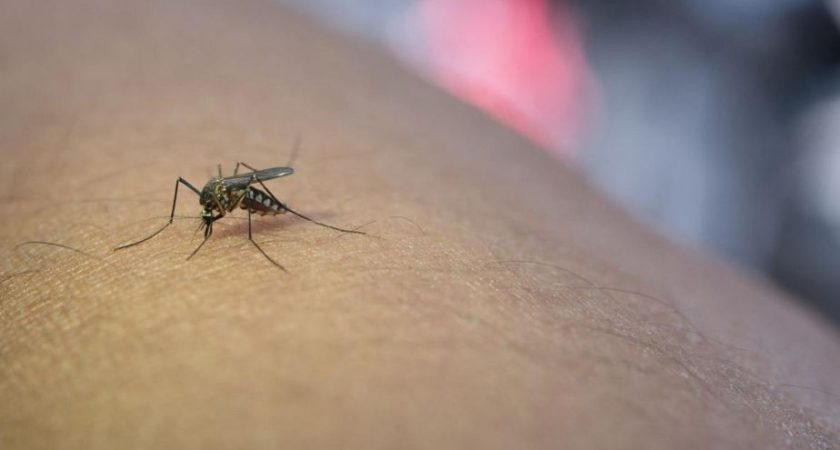 West Nile Virus, facciamo chiarezza