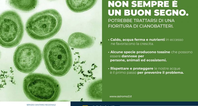 ASL Roma 3, Cosa sono i cianobatteri?