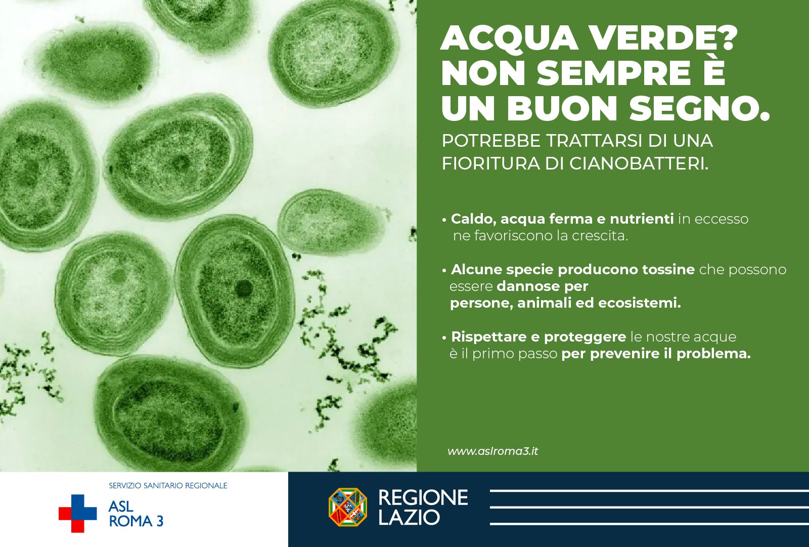 ASL Roma 3, Cosa sono i cianobatteri?